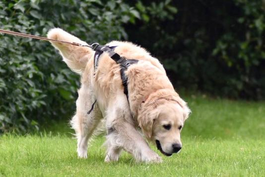A large golden retriever tracks with purpose across grass.