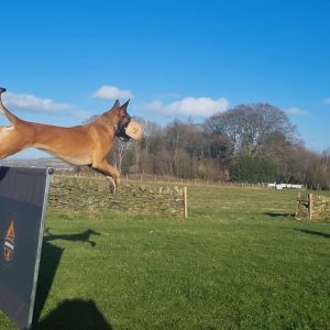 Obedience one to one session