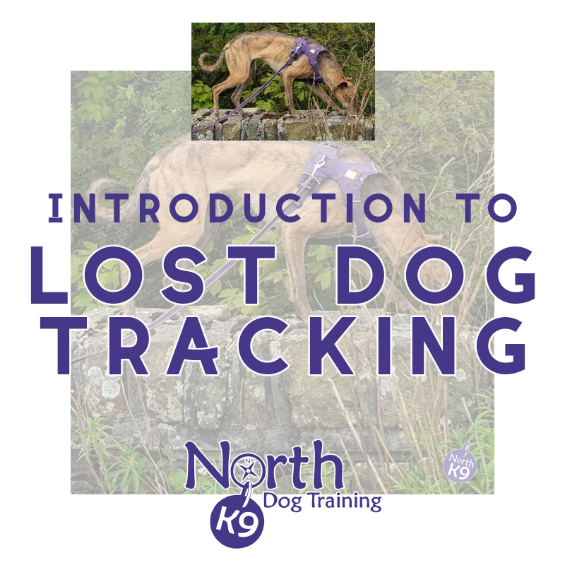 Introduction to Lost Dog Tracking